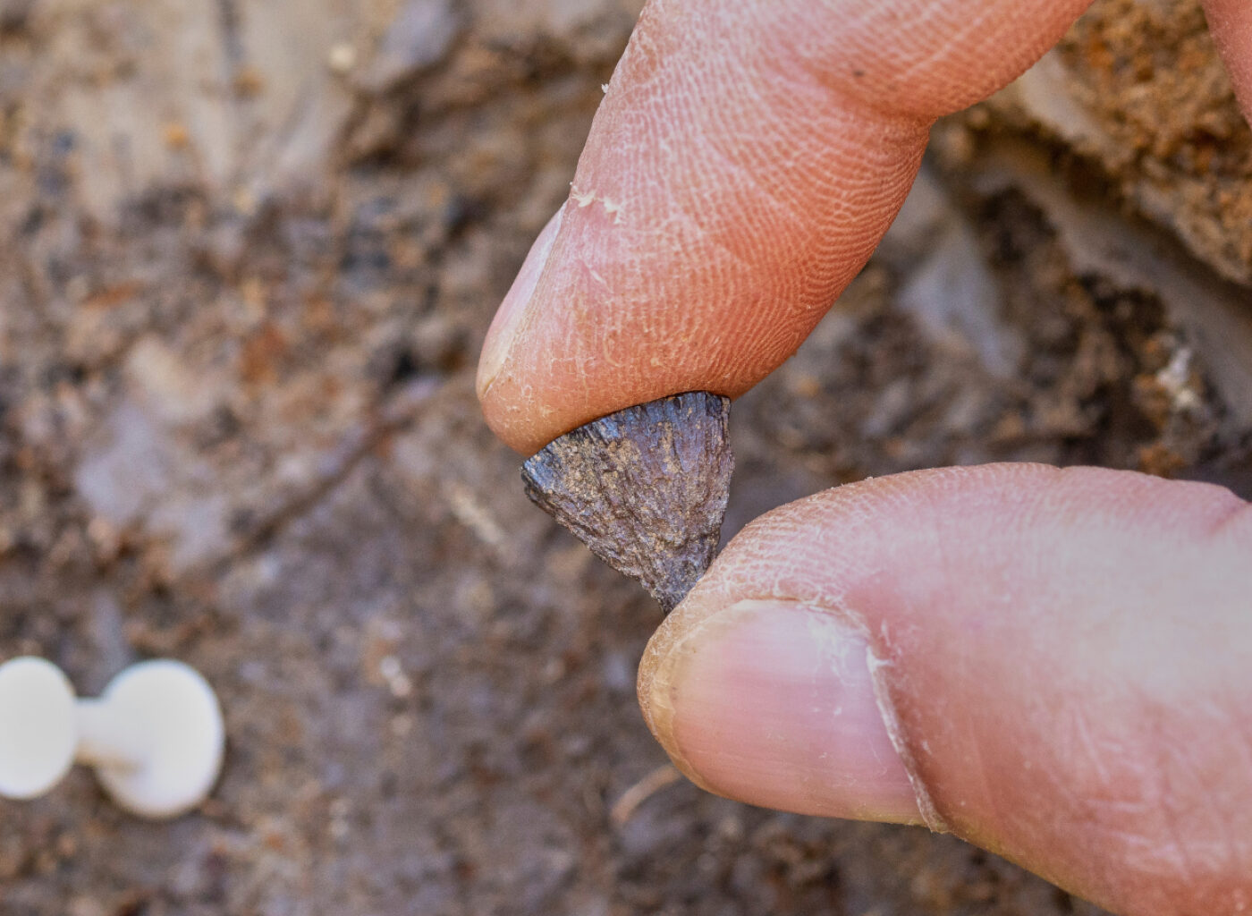 Logo de l'application