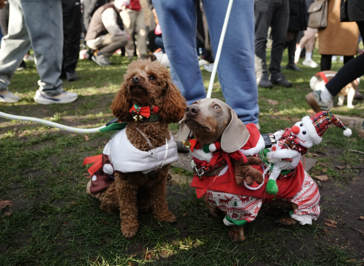 Logo de l'application