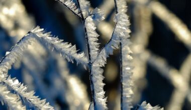 Météo : quel est cet épisode "Paris-Moscou" qui va faire chuter les températures en cette fin d’année ? : Actualités