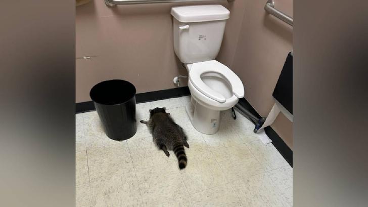 « Il s’est déchaîné » : un raton laveur retrouvé ivre mort dans les toilettes d’un magasin d’alcool américain.