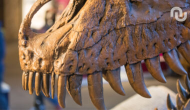 Nanotyrannus : l’étude qui met fin au mythe du « bébé T. rex » après des décennies de débat