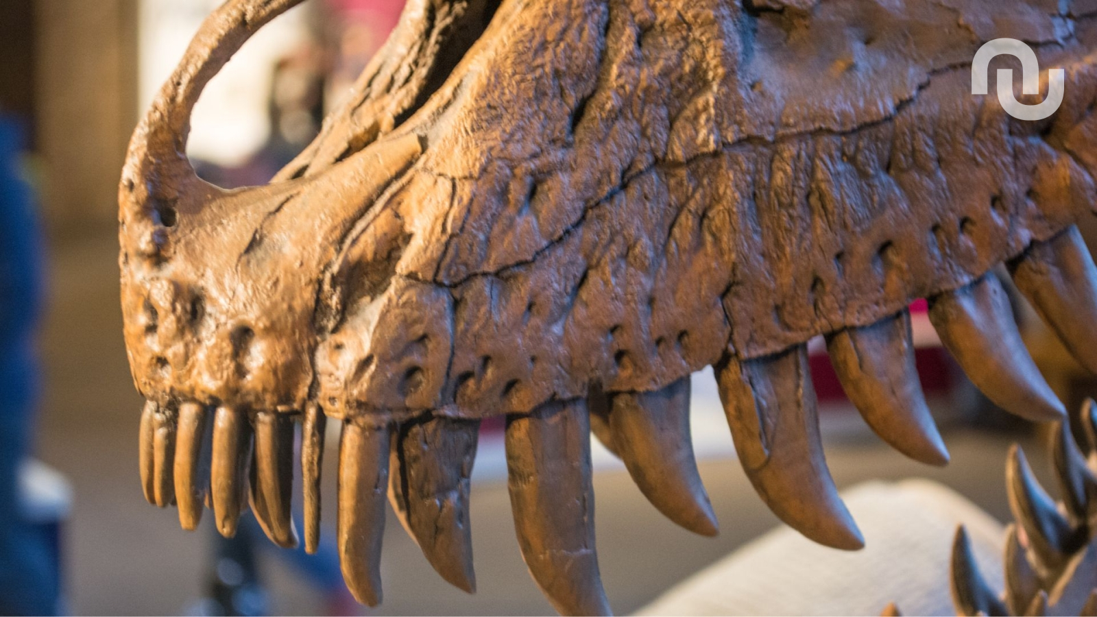 Nanotyrannus : l’étude qui met fin au mythe du « bébé T. rex » après des décennies de débat