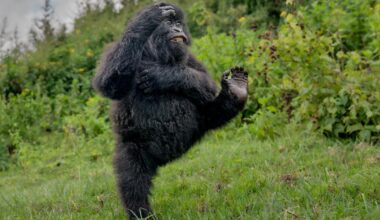 le grand vainqueur de 2025 est ce gorille dansant dans une clairière au Rwanda