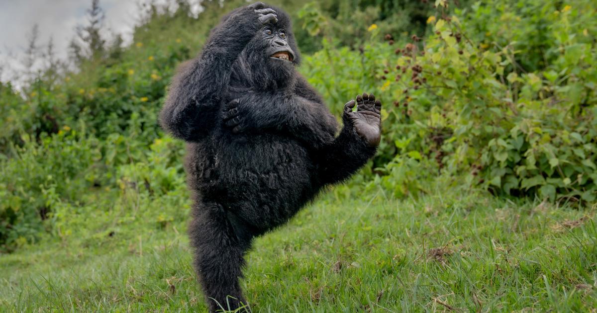 le grand vainqueur de 2025 est ce gorille dansant dans une clairière au Rwanda