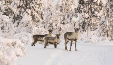 Les rennes finlandais, victimes collatérales de la guerre en Ukraine ?