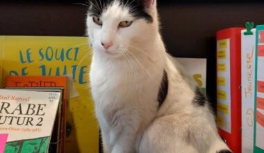 Mascotte des habitués de la médiathèque de La Farlède, le chat Milka cherche aujourd’hui une famille d’accueil