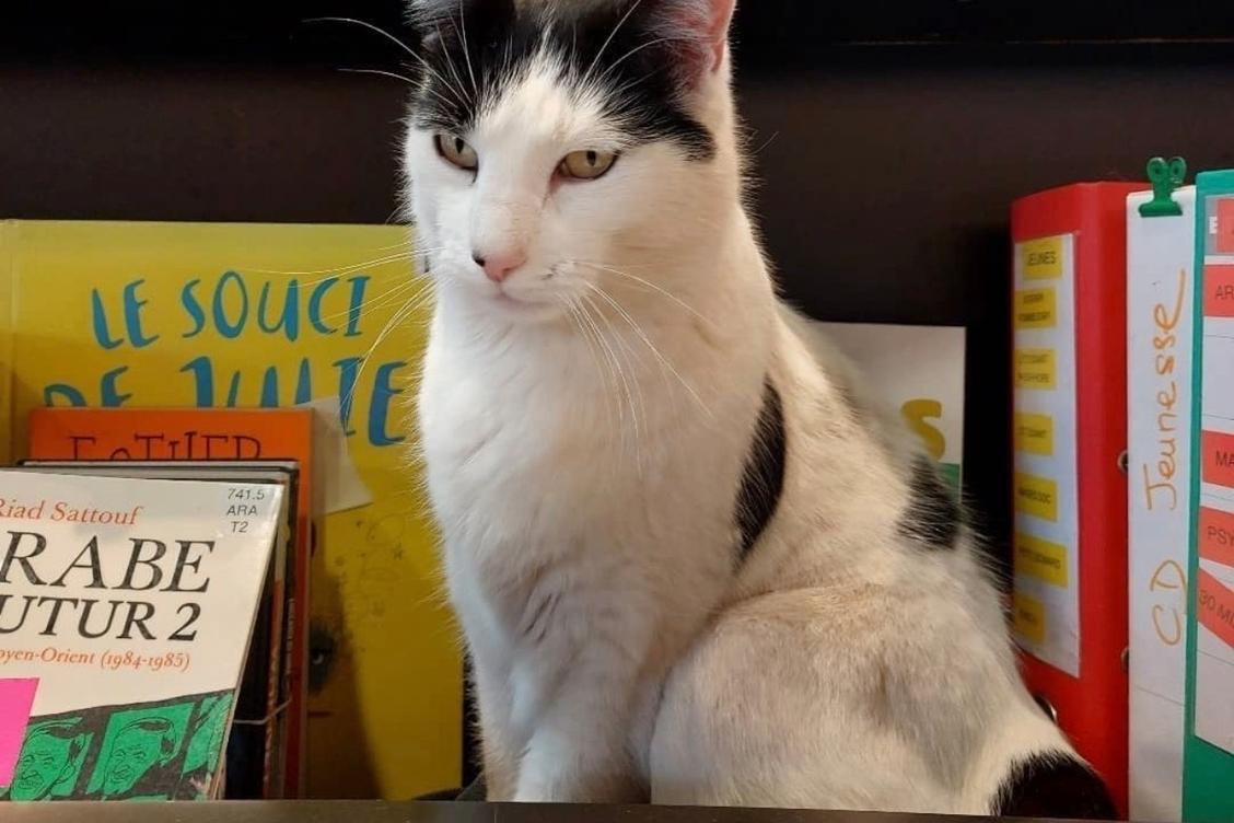 Mascotte des habitués de la médiathèque de La Farlède, le chat Milka cherche aujourd’hui une famille d’accueil