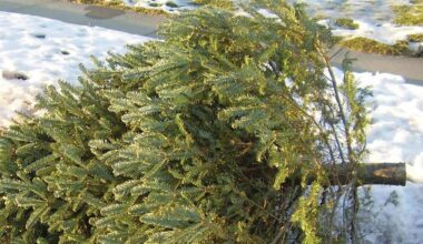 Saint-Etienne : que faire de son sapin après les fêtes ?