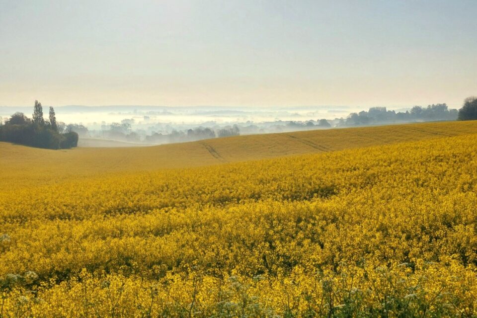 Un magnifique champs de colza au printemps 2025 près de Neufchâtel.
