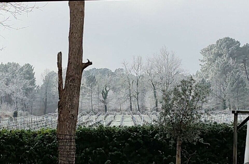 A Fargues, près de Langon (Gironde), les températures négatives ont permis l'installation d'un joli manteau blanc. En attendant la neige ?