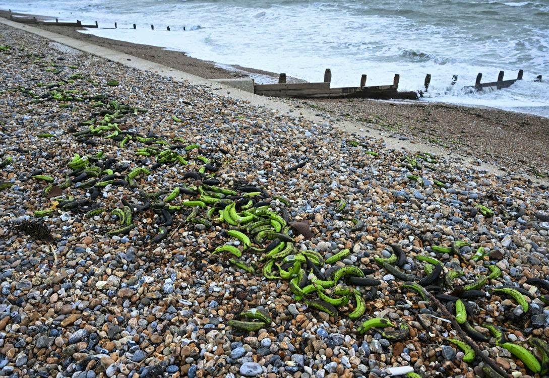 Les bananes échouées sur la plage de Selsey.