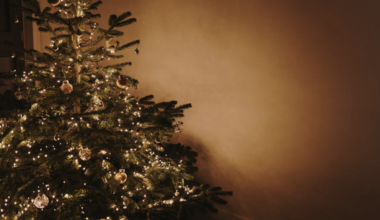 où déposer son sapin après Noël ?