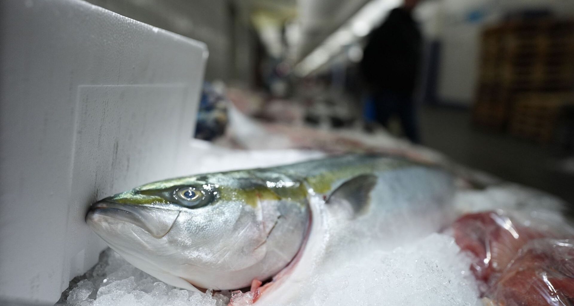 L' Union européenne dénonce un accord entre Royaume-Uni et Norvège qui pourrait faire 'dommages irréversibles à la population de maquereaux'