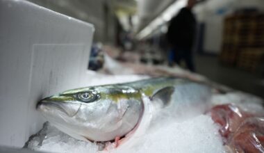 L' Union européenne dénonce un accord entre Royaume-Uni et Norvège qui pourrait faire 'dommages irréversibles à la population de maquereaux'