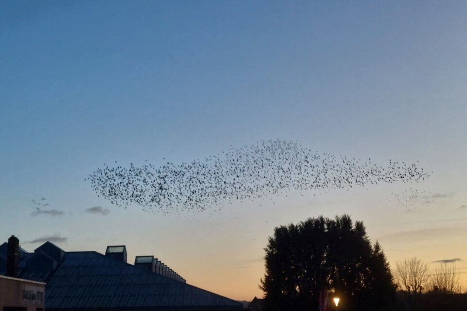 Les oiseaux forment un nuage au dessus de la mairie de Neufchâtel-enè-Bray