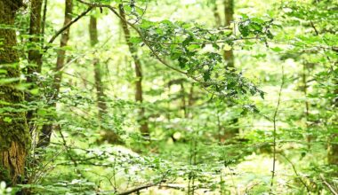 « Une grande première » : le département d’Ille-et-Vilaine veut transformer cette forêt en réserve biologique intégrale, voici ce que ça va changer