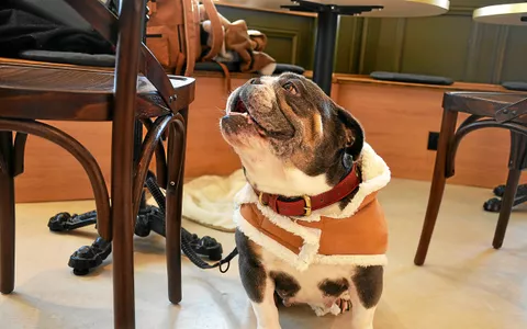 Rosie, son bouledogue anglais âgé de 6 ans, toujours à ses côtés lorsqu’elle dessine au Sherlock.