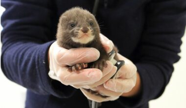 Le délicat retour du vison d’Europe à l’état de nature