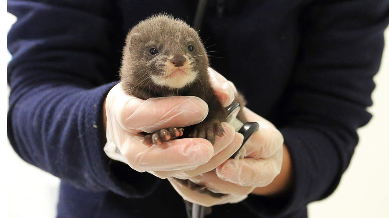 Le délicat retour du vison d’Europe à l’état de nature