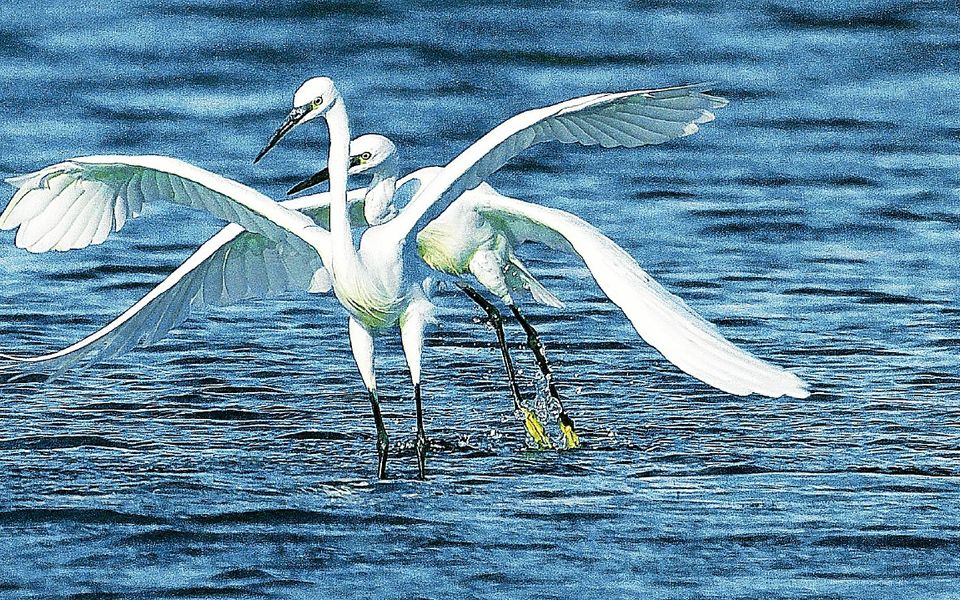 En septembre, le double envol d’aigrettes à Trégunc sur le Loch Coziou, à Trégunc, par Joseph Briant.