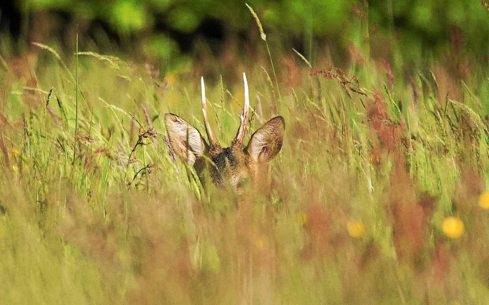 En mai, cache-cache dans les hautes herbes autour de Concarneau, par Erick Gérard.