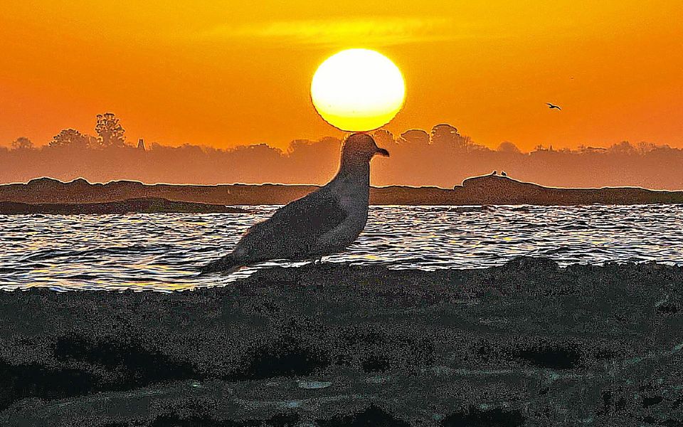En février, à Concarneau, le goéland qui se prenait pour Isis, par Colomban des Déserts.
