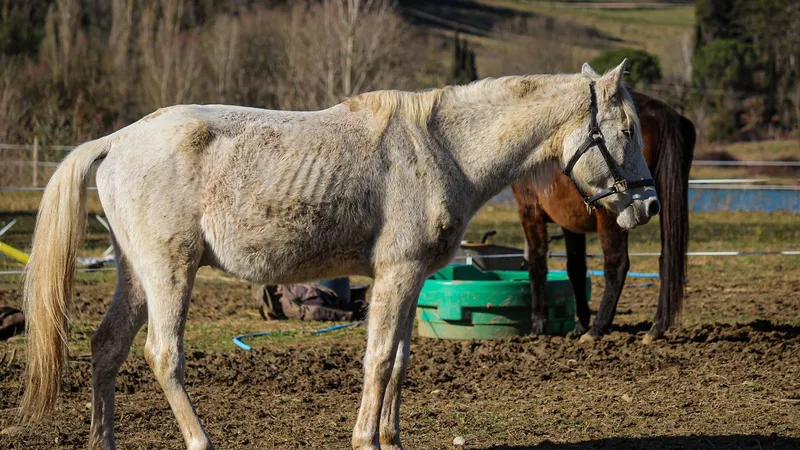 Le 2 janvier 2025, la présidente d'une association de sauvetage d'équidés a découvert que des chevaux étaient obligés de manger "des ronces" et "leur crottin", dans un champ en Ariège.
