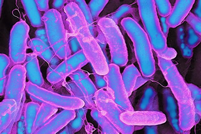 Image d’une bactérie « Escherichia coli » prise avec un microscope électronique.