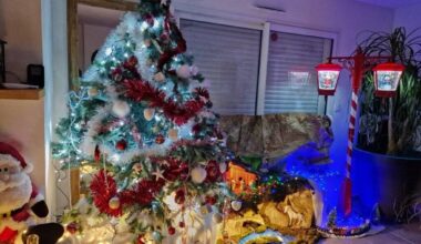 Toulouse. Une amende salée vous attend si vous jetez votre sapin à la rue : en voici le montant