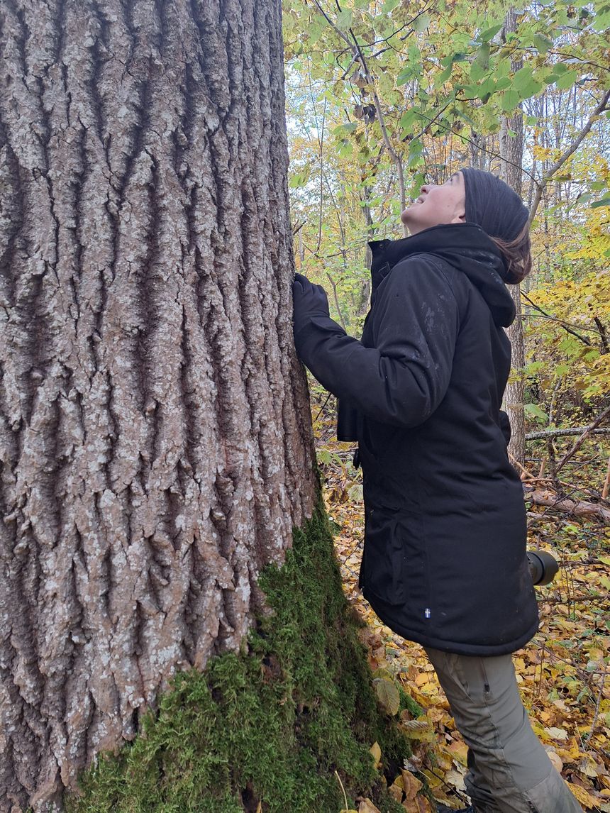 Jessica Buczek photographie des arbres plusieurs fois centenaires.