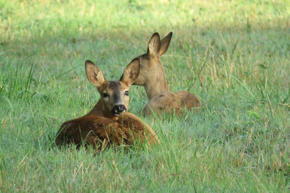 Deux chevreuils, tranquilles dans une plaine, près de Massy.