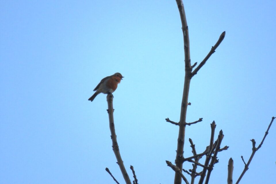 Petit rouge-gorge chante sur la branche.
