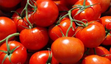 En hiver, pourquoi la tomate n’est pas à sa place dans les assiettes en Bretagne