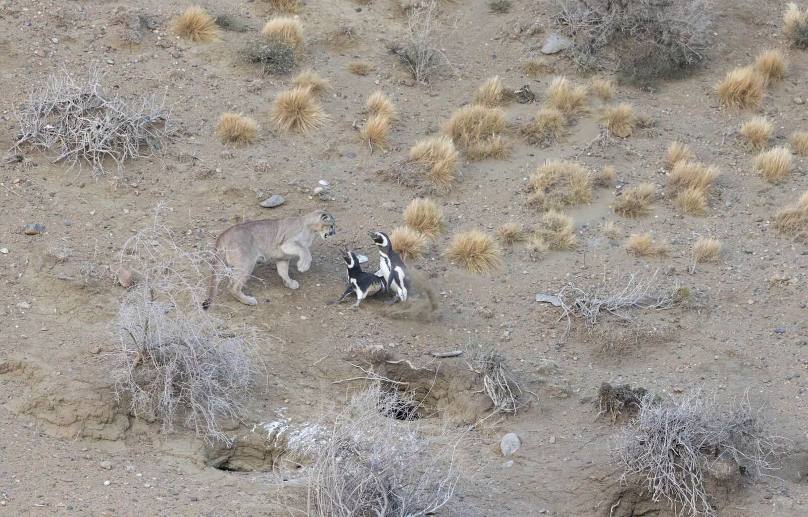 Les pumas ont été réintroduits en Patagonie... et ont rencontré les manchots | National Geographic