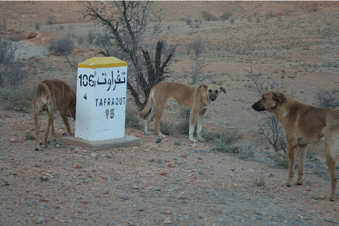 Chiens errants au Maroc