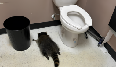 un raton laveur qui avait été retrouvé ivre permet à son refuge de récolter plus de 150.000 dollars