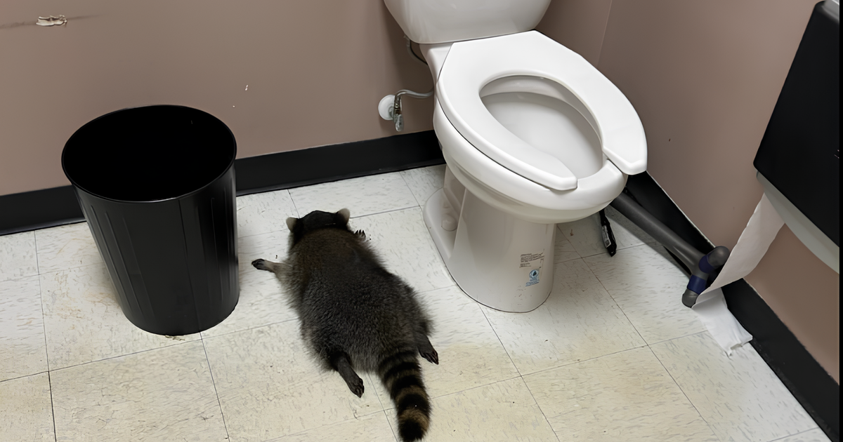 un raton laveur qui avait été retrouvé ivre permet à son refuge de récolter plus de 150.000 dollars