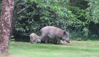 Loire. En centre-ville, des sangliers menaçants dans le parc d'une école abattus