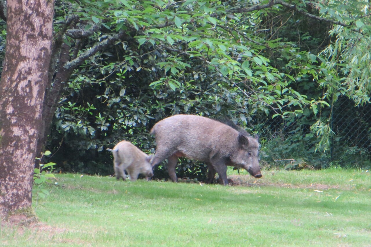 Loire. En centre-ville, des sangliers menaçants dans le parc d'une école abattus