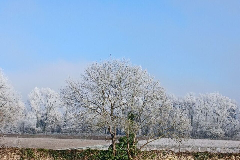 Avec des températures qui sont passées sous les 0°C, en Gironde, la nature nous a offert des vues de toute beauté.
