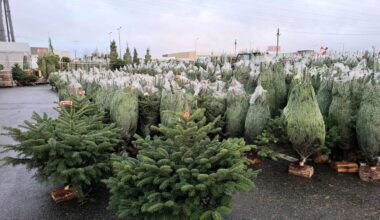 Où déposer votre sapin de Noël à Paris après les fêtes ? 186 points de collecte mis à disposition