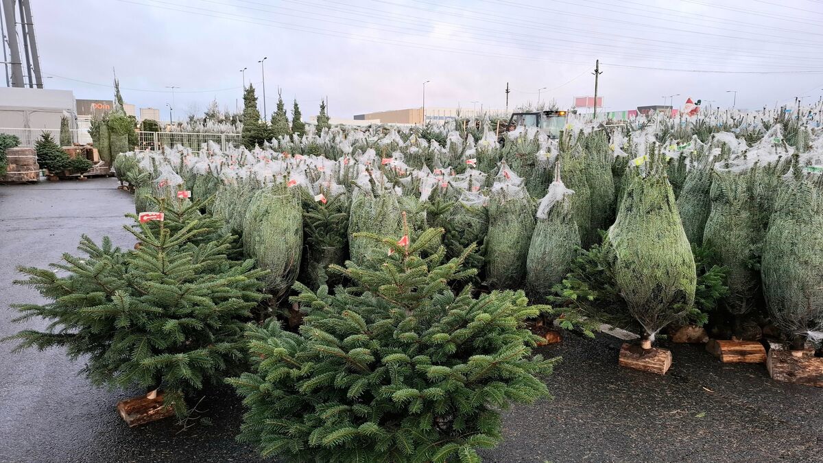 Où déposer votre sapin de Noël à Paris après les fêtes ? 186 points de collecte mis à disposition