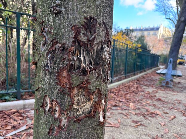 Place des Etats-Unis (XVIe), le 3 décembre. Une enquête a été ouverte suite à ces dégradations. LP/Bertrand Métayer.