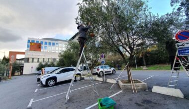 Du McDo du Stade de France aux jardins privés : ces oliviers vont fournir une huile « made in 93 »