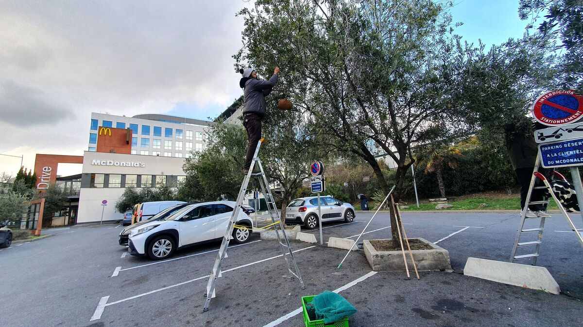 Du McDo du Stade de France aux jardins privés : ces oliviers vont fournir une huile « made in 93 »