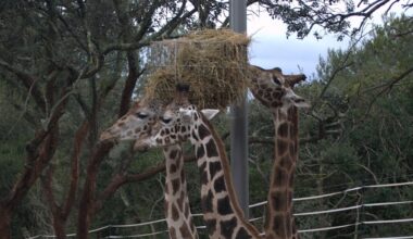 parcs animaliers Hérault
