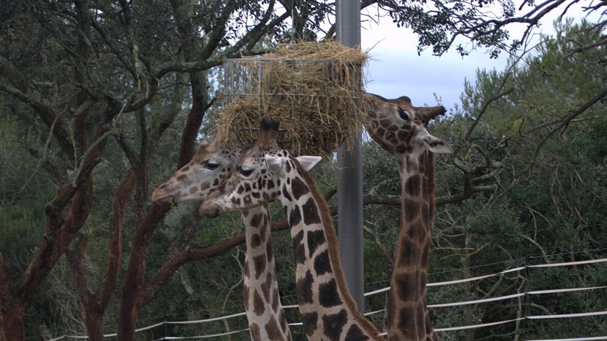 parcs animaliers Hérault