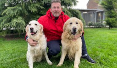 Wendy, golden retriever de la « Star Academy », est née dans un élevage de la Somme