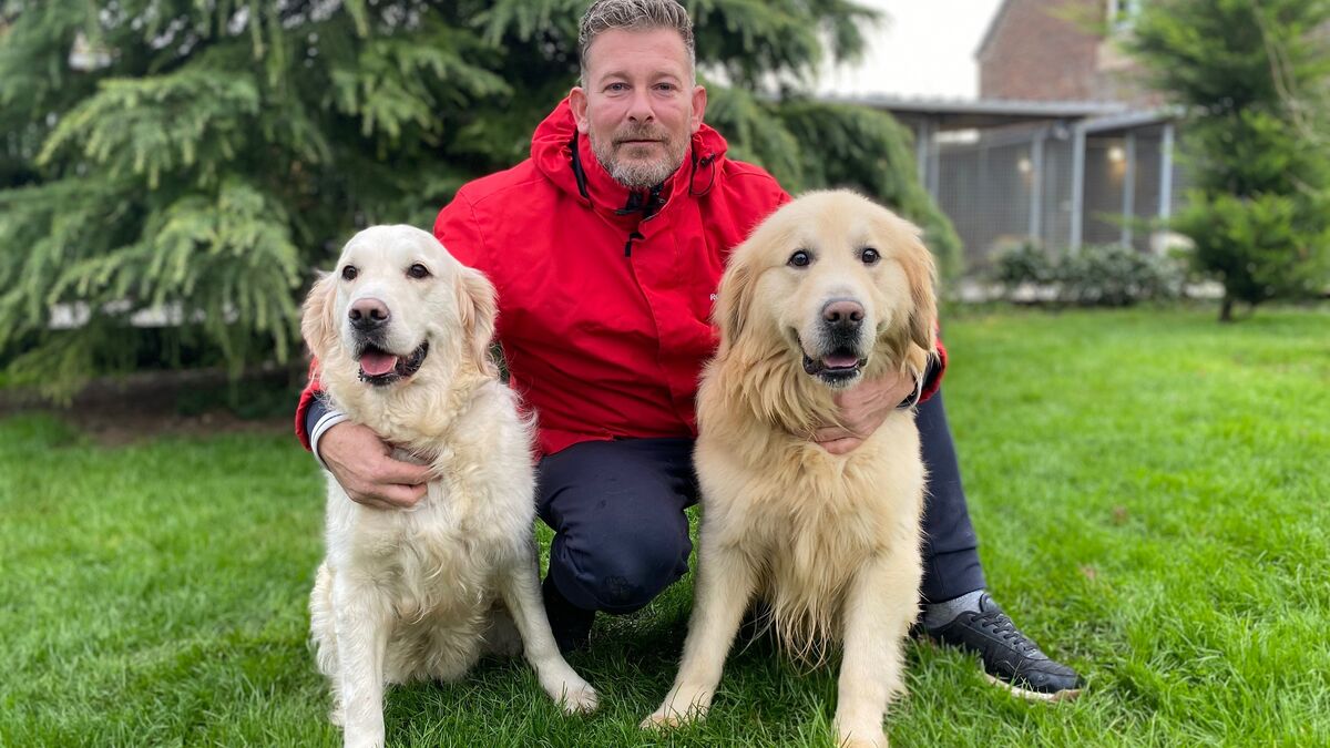 Wendy, golden retriever de la « Star Academy », est née dans un élevage de la Somme