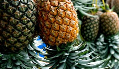 La production d'ananas du Costa Rica est de moins en moins régulière - Chronique des matières premières